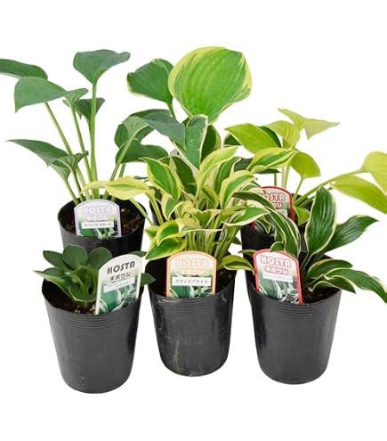 Amazon.co.jp: 斑入り ギボウシ 苗 : DIY・工具・ガーデン